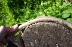 Bending a green hazel rod around a former